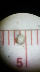 Scleria pauciflora