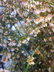 Eriogonum deflexum deflexum