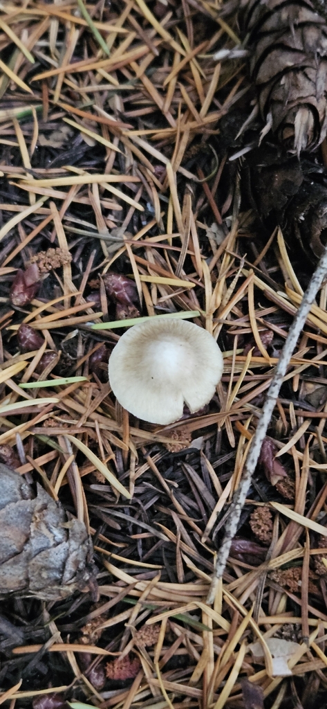 Inocybe sindonia · May 2025 · photo: © shane212 (iNaturalist, cc0)