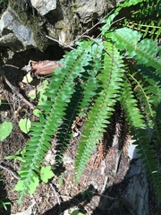Polystichum imbricans imbricans
