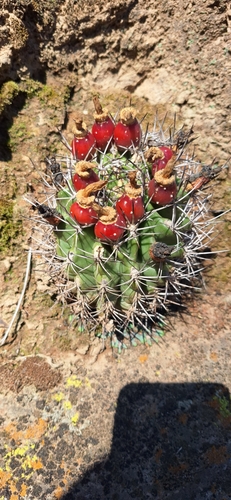 Eriosyce armata