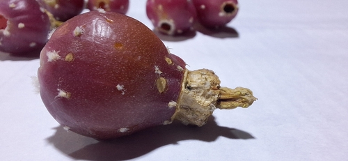 Eriosyce armata