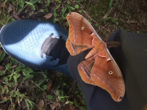 Polyphemus moth