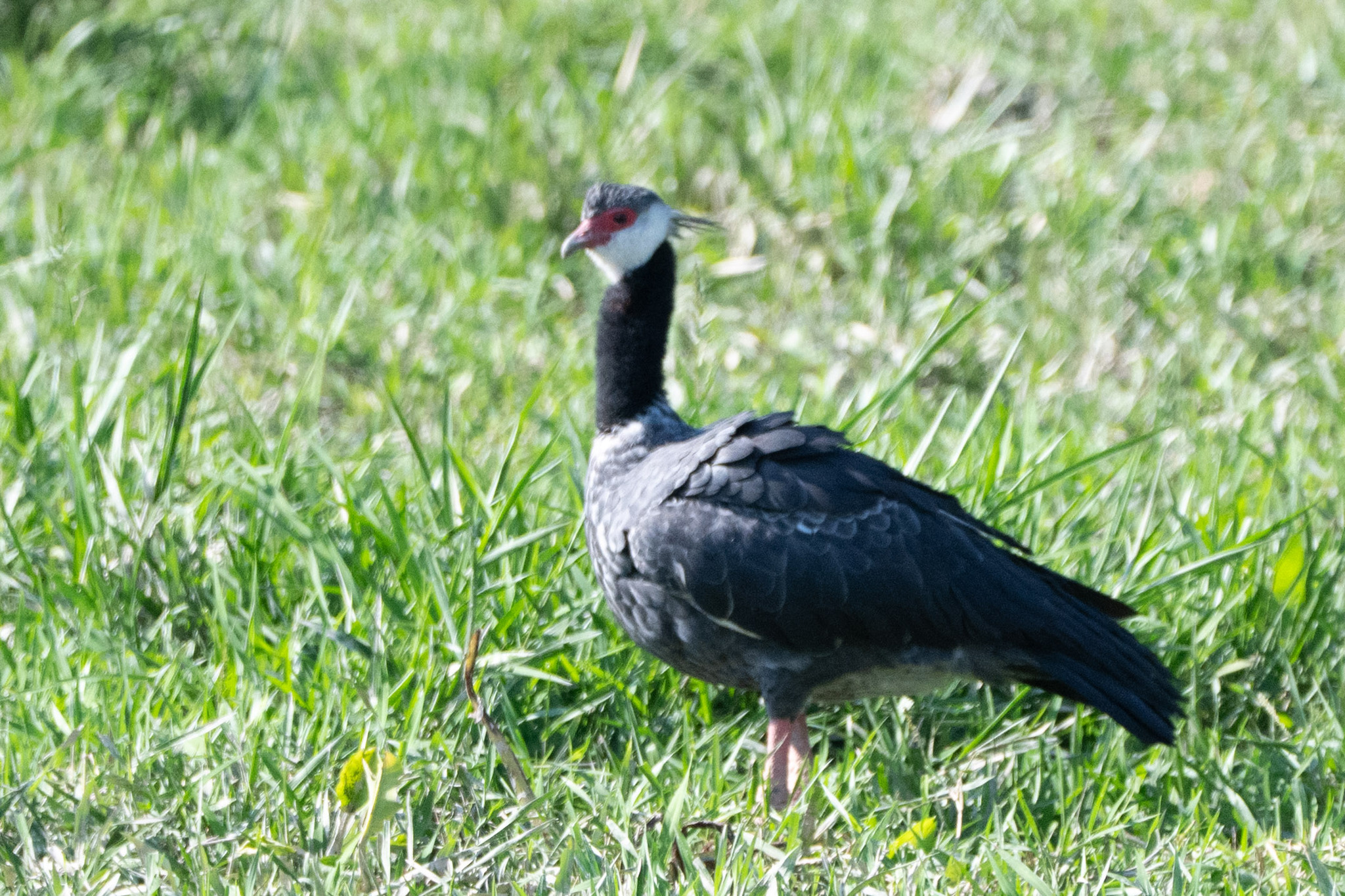 Northern Screamer (Chauna chavaria), photo 9