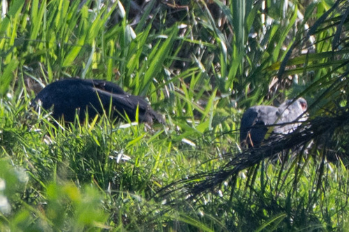 Northern Screamer (Chauna chavaria), photo 7
