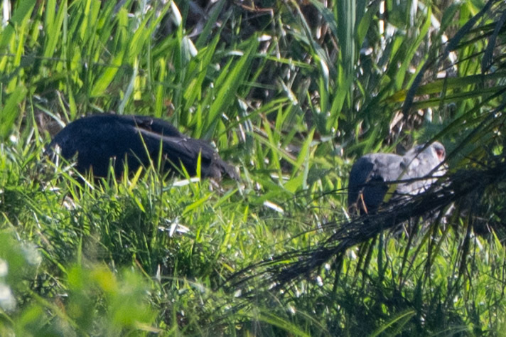 Northern Screamer (Chauna chavaria), photo 8