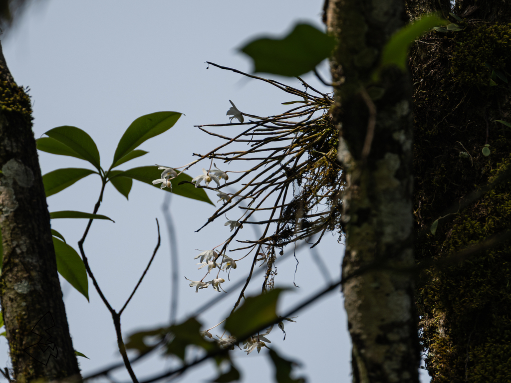 Dendrobium wilsonii Rolfe