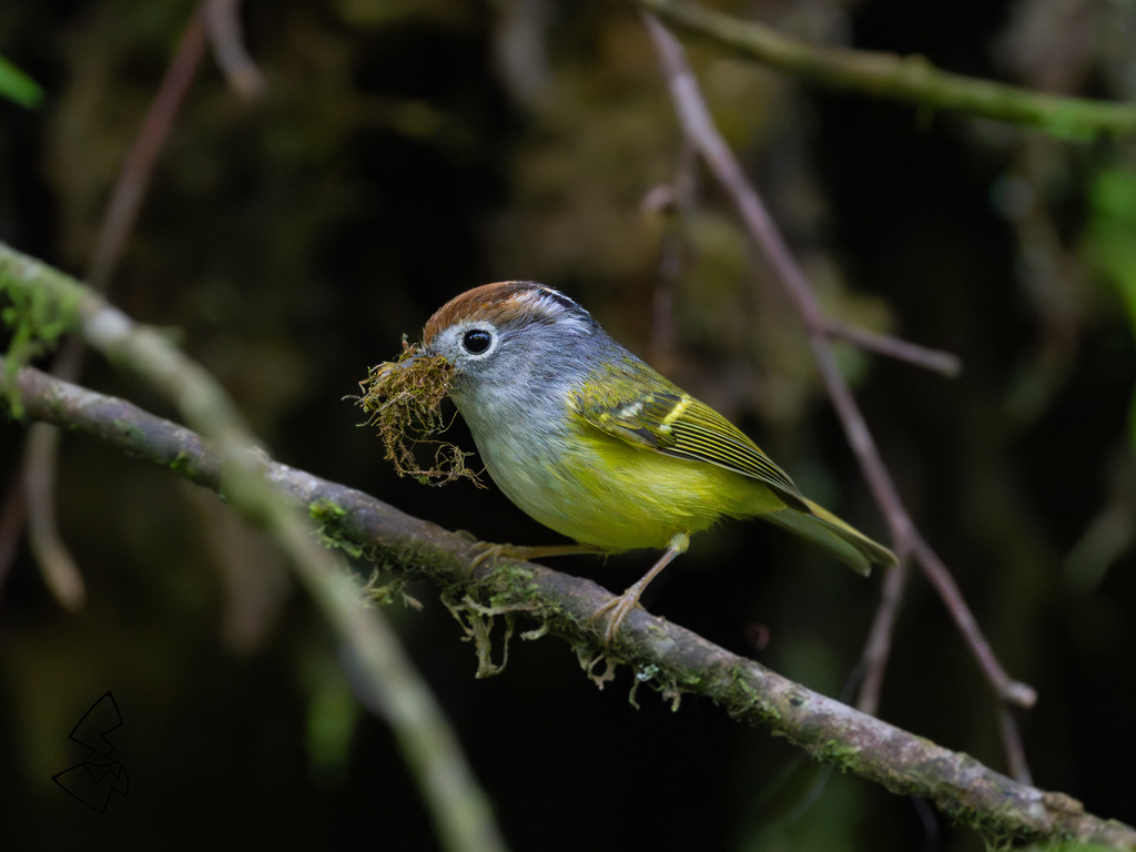 Chestnut-crowned Warbler photo