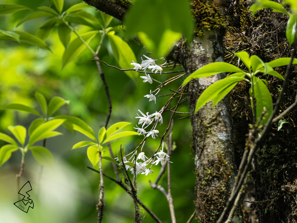 Dendrobium wilsonii Rolfe 3