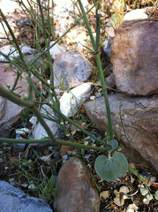 Eriogonum deflexum deflexum