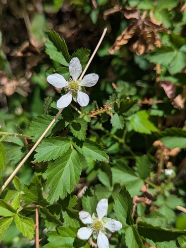 Image of Rubus arizonensis by (c) Rachel Stringham, some rights reserved (CC BY)