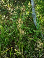 Rhynchospora miliacea