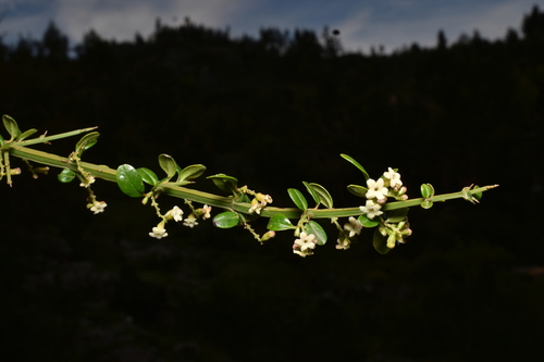 Citharexylum herrerae, photograph 2