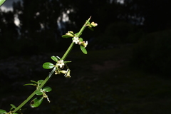 Citharexylum herrerae, photograph (c) Jhon A. Yuca-Palomino, some rights reserved (CC BY)