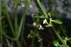 Citharexylum herrerae