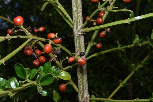 Citharexylum herrerae, photograph 3