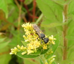 Ectemnius arcuatus