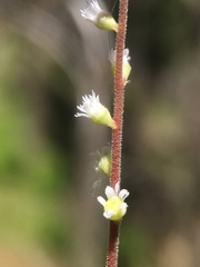 Ozomelis trifida