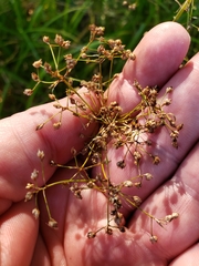 Rhynchospora miliacea