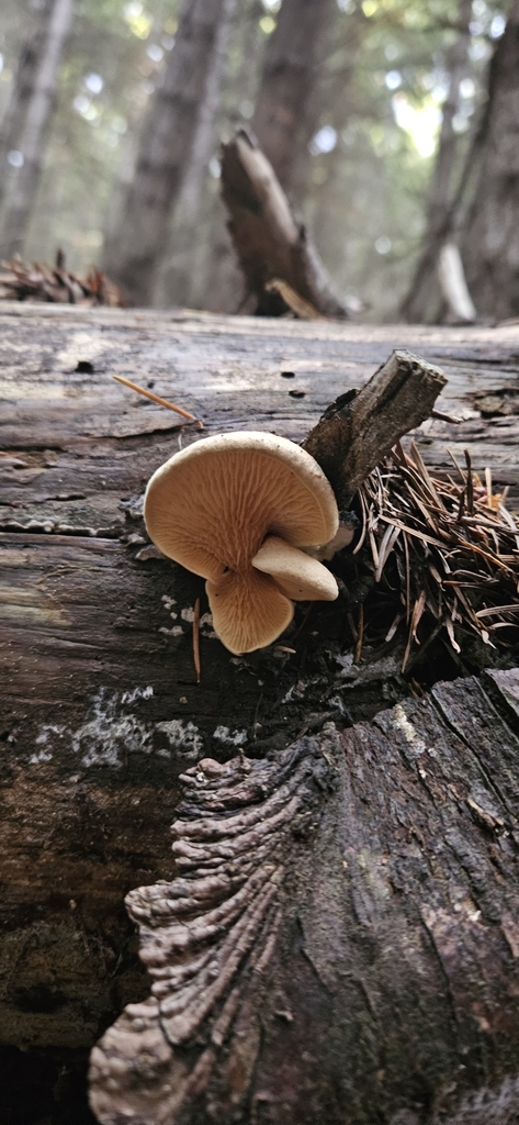 Tapinella panuoides · May 2025 · photo: © shane212 (iNaturalist, cc0)