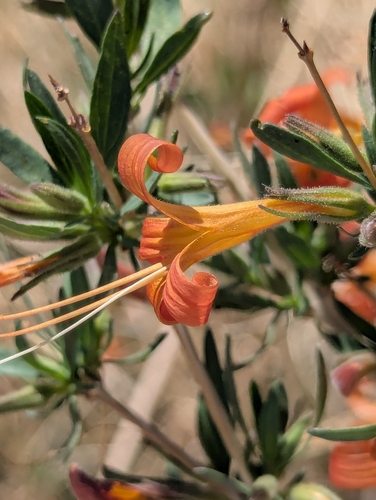 Image of Anisacanthus thurberi by (c) Rachel Stringham, some rights reserved (CC BY)