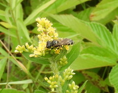 Ectemnius arcuatus