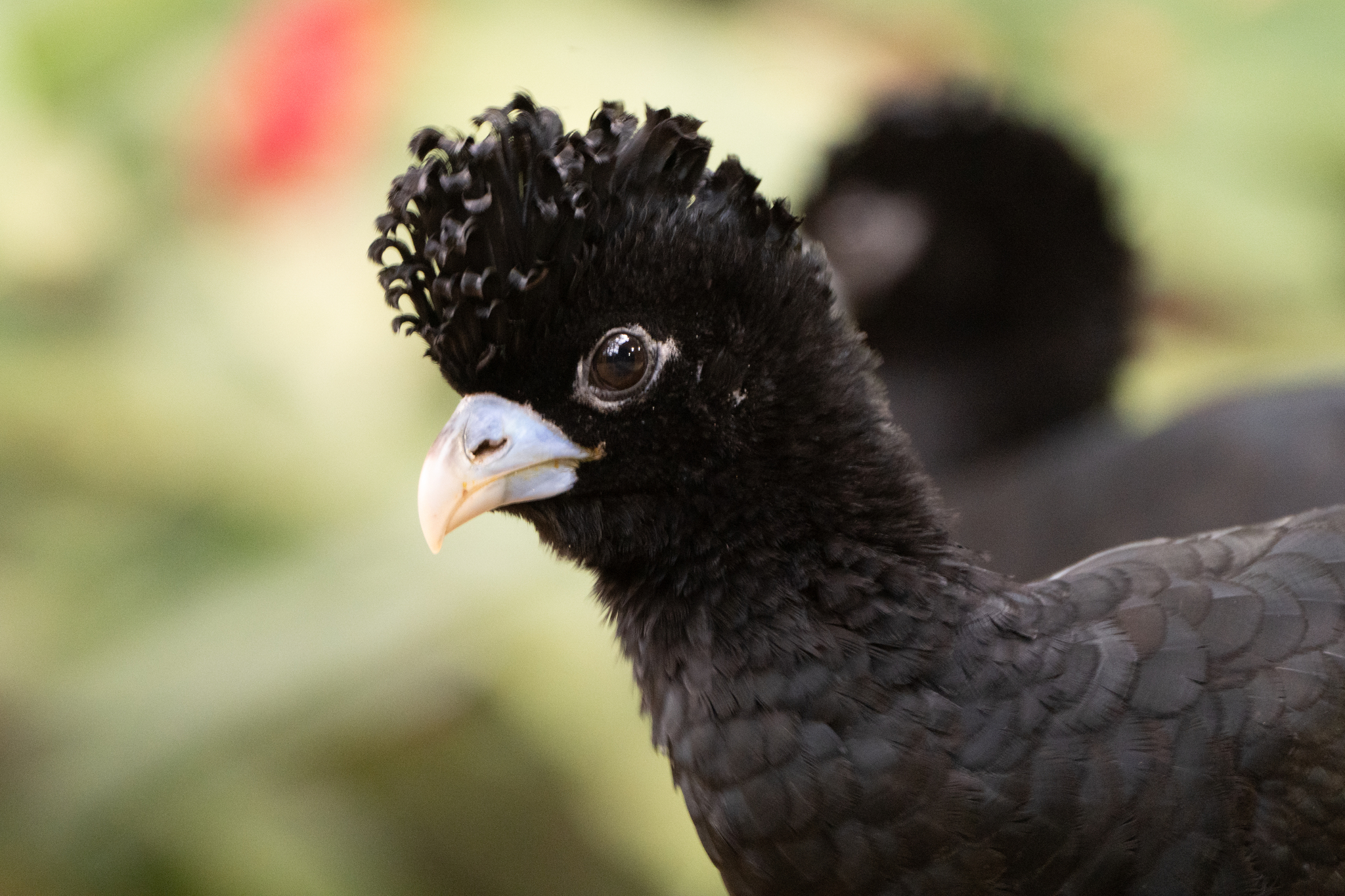 Blue-billed Curassow (Crax alberti), photo 8