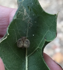 Elicinae