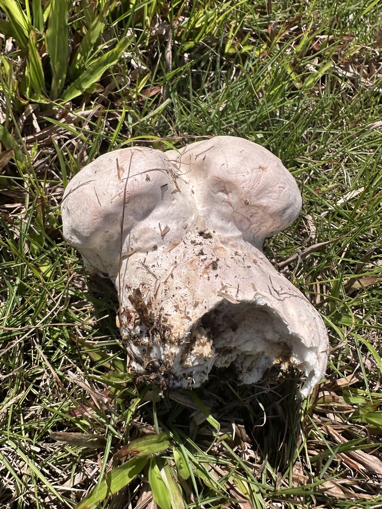 Calvatia cyathiformis · May 2025 · photo: © vladtepesh (iNaturalist, cc-by)