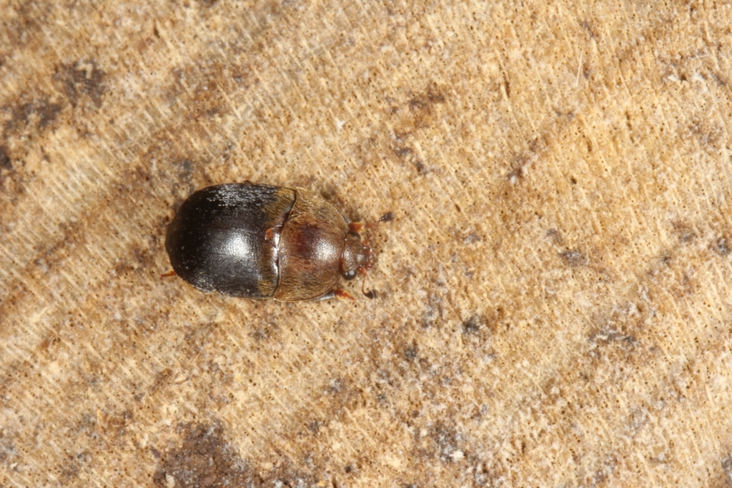 Aethina villosa