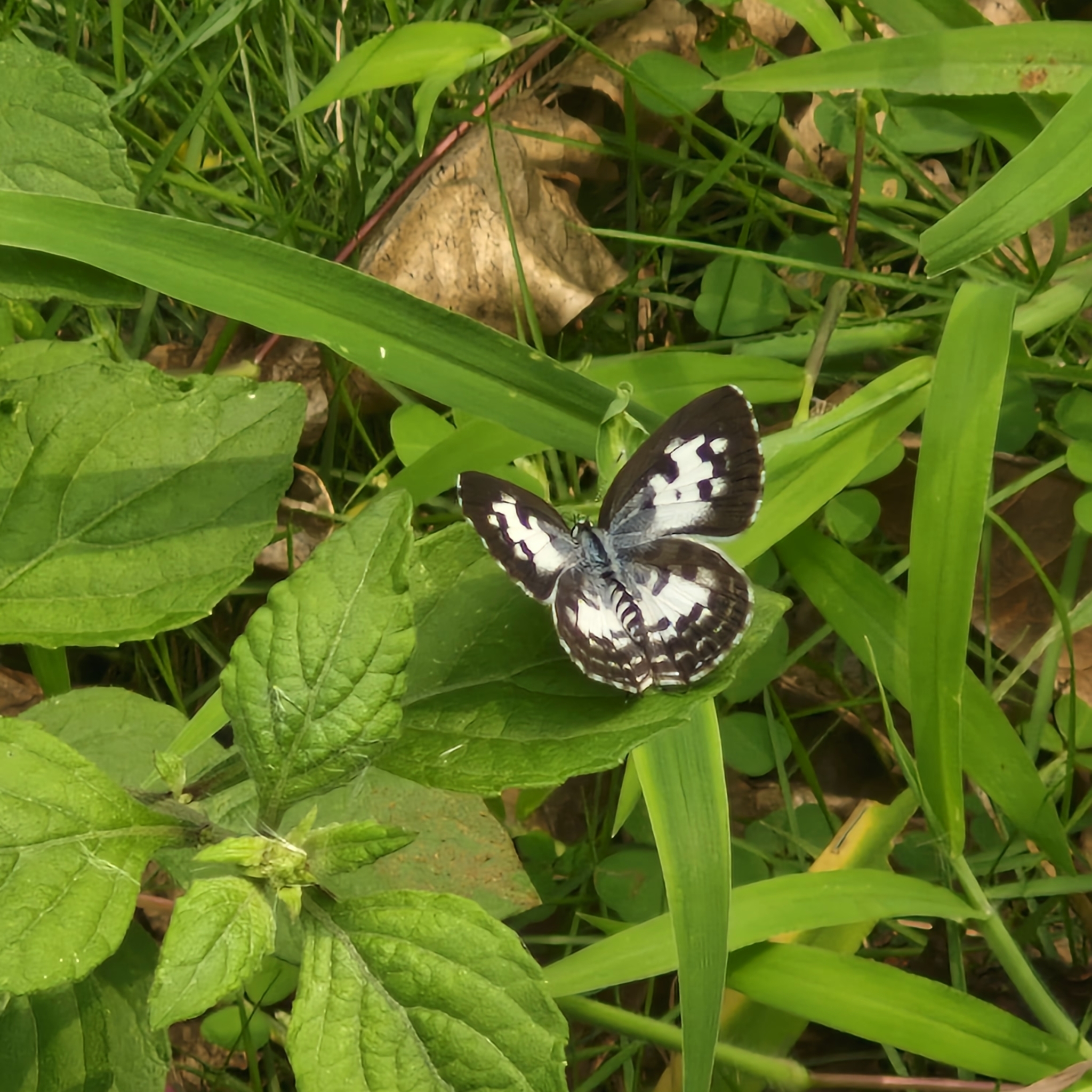 Common Pierrot