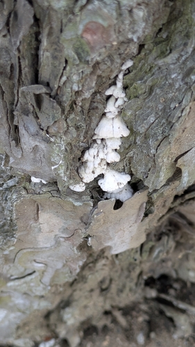 Schizophyllum commune