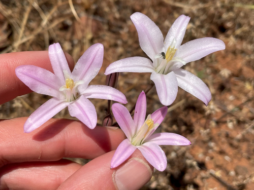 Brodiaea californica subsp. leptandra (Greene) J.C.Pires