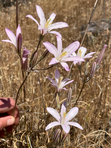 Babylon Brodiaea