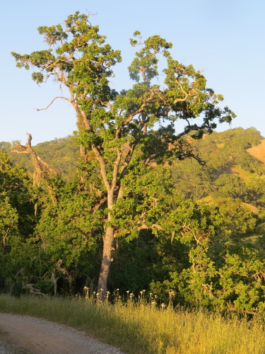 iNaturalist observation photo of valley oak