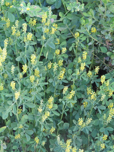 iNaturalist observation photo of small melilot