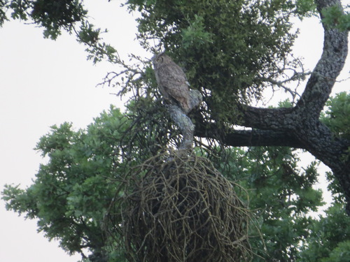 iNaturalist observation photo of Great Horned Owl