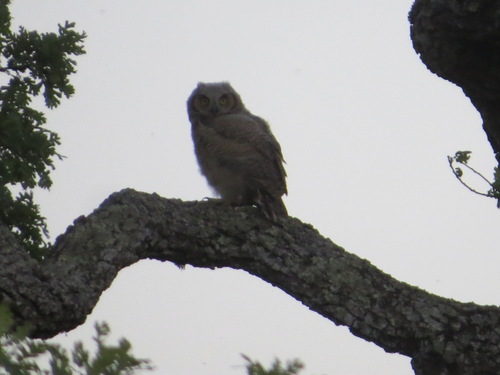 iNaturalist observation photo of Great Horned Owl
