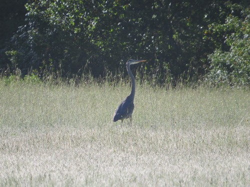 iNaturalist observation photo of Great Blue Heron