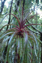 Dracophyllum elegantissimum