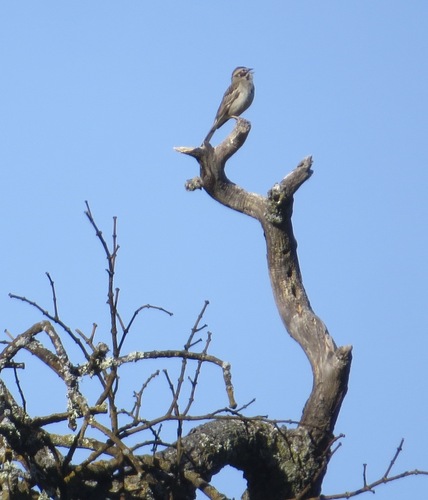 iNaturalist observation photo of Lark Sparrow