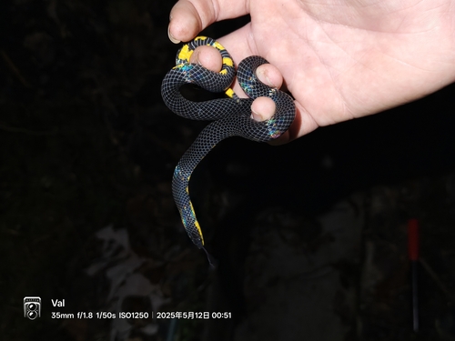 Tweedie's Mountain Reed Snake