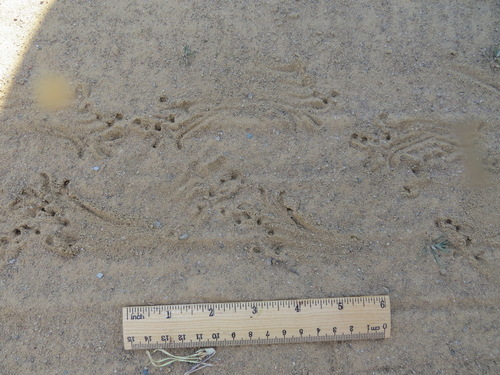 iNaturalist observation photo of Western Toad