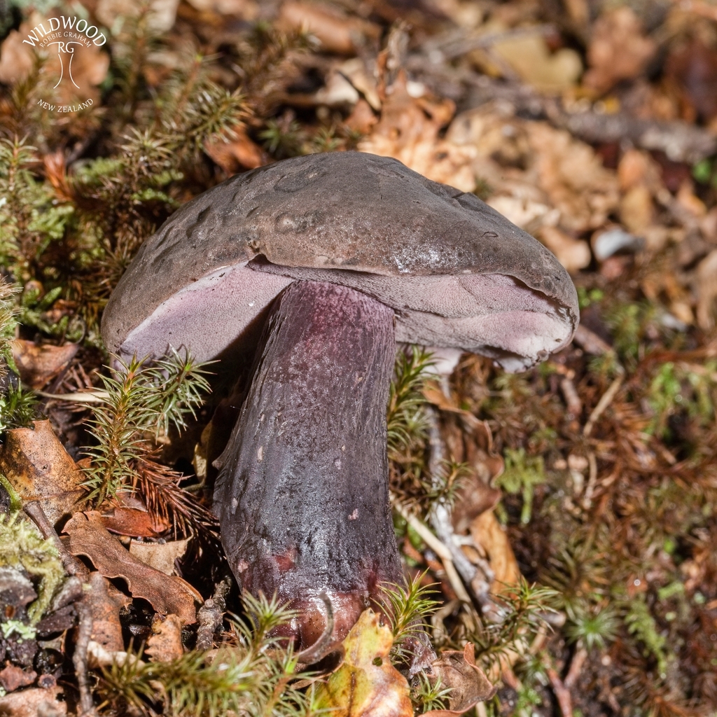 Tylopilus formosus · May 2025 · photo: © robbiebgraham (iNaturalist, cc0)