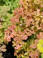 Berberis vulgaris