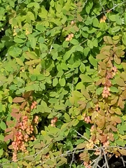 Berberis vulgaris