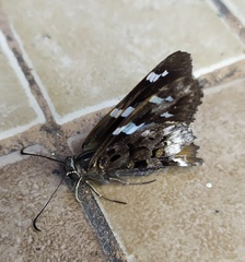 Codatractus arizonensis