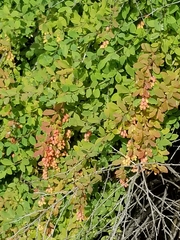 Berberis vulgaris