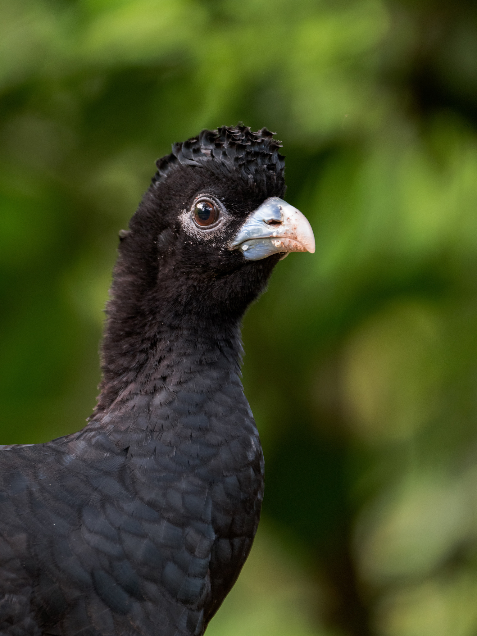Blue-billed Curassow (Crax alberti), photo 7