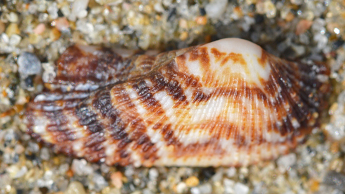 Noah's Ark shell